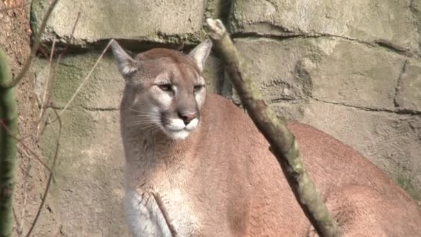 Gran Puma Bosque Revela Los Dientes Con Segundo Puma Entrando — Vídeo de stock