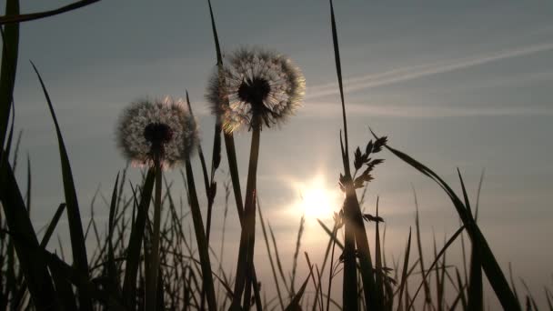 水平線に沿って太陽が低く輝くように背の高い草のある最終段階でタンポポ — ストック動画