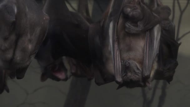 Grupo Morcegos Frutas Egípcios Pendurados Cabeça Para Baixo Noite — Vídeo de Stock
