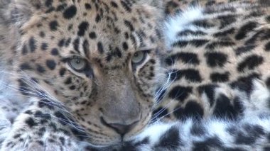 Az pişmiş, Amur leoparı..