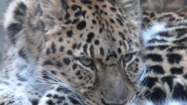 Az pişmiş, Amur leoparı..