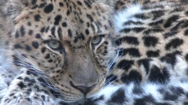 Close Rare Amur Leopard — Stock Video