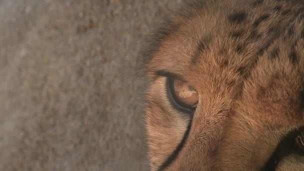 Close Een Volwassen Cheeta Rond Kijken Verschillende Richtingen — Stockvideo