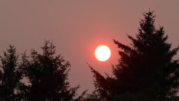 在华盛顿州的森林大火中 当太阳从朦胧的天空中落下时 常绿树在风中飘扬 时间消逝了 — 图库视频影像