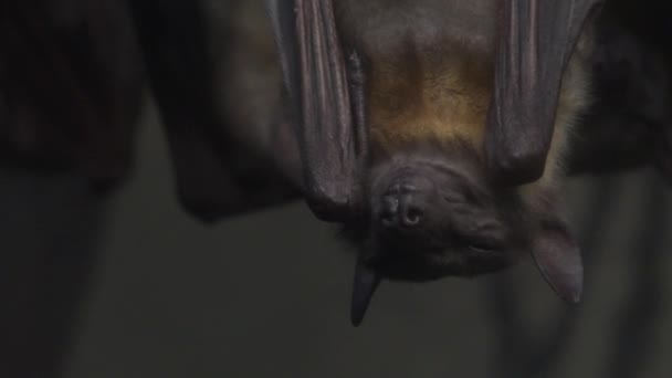 Chauves-souris égyptiennes à fruits suspendues à l'envers la nuit, gros plan .
