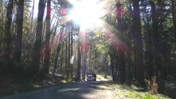 Caminhão Madeira Com Carga Total Árvores Frescas Cortadas Que Conduzem — Vídeo de Stock