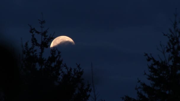 Vollmond Der Nacht Hinter Immergrünem Baumwald Mit Vorbeiziehenden Wolken Zeitraffer — Stockvideo
