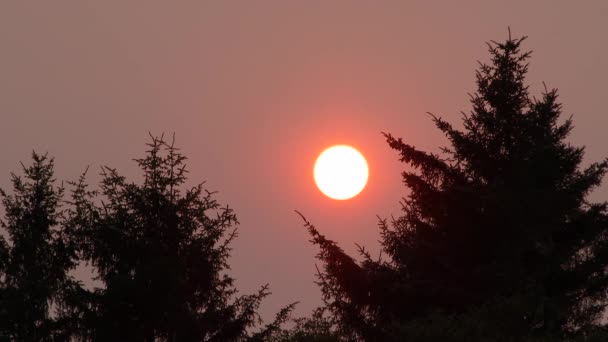 在华盛顿州的森林大火中 当太阳从朦胧的天空中落下时 鸟儿从常绿树上飞走 — 图库视频影像