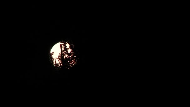 Luna Llena Saliendo Por Noche Detrás Árboles Siempreverdes Time Lapse — Vídeo de stock