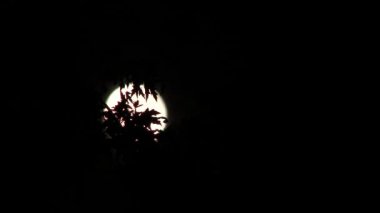 4k zaman dolunay zamanı ağaç yapraklarının arkasında yükselen gece silueti.