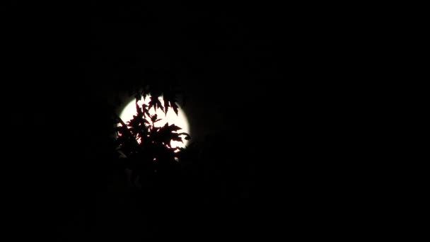 4K時間経過のフルスーパームーン上昇後ろ木葉シルエットに夜 — ストック動画