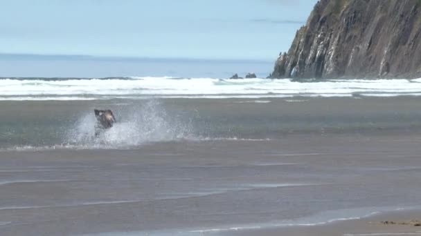 Dois Cães Jogando Buscar Praia Oceano Arenoso Costa Oregon — Vídeo de Stock