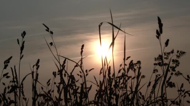 Zon Komt Net Boven Hoog Gras — Stockvideo