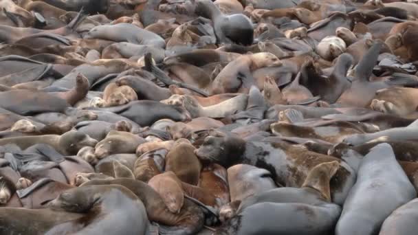 Populated Sea Lion Pod Fight Place Take Nap Docks — Stock Video