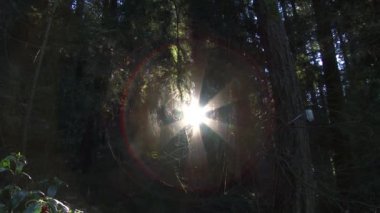 Kamera, Oregon 'daki orman ağaçlarının arasından parlayan güneşe zum yapıyor, bembeyaz oluyor..