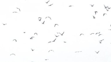 Büyük bir grup martı beyaz gökyüzüne doğru uçuyor..