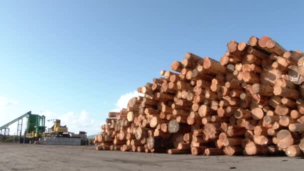 Velká Hromada Čerstvě Vykácených Stromů Připravena Odeslání Těžební Průmyslové Oblasti — Stock video