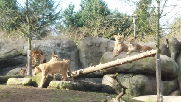 オレゴン動物園で太陽を楽しむライオンの誇り — ストック動画