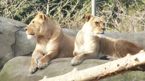 Zwei Identische Löwenweibchen Legen Sich Synchron Hin — Stockvideo