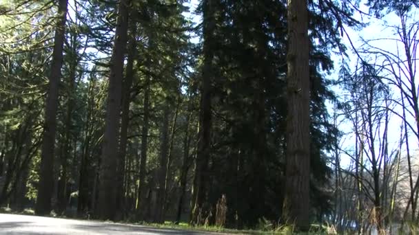 Camión Maderero Vacío Conduciendo Por Carretera Forestal Noroeste Del Pacífico — Vídeos de Stock