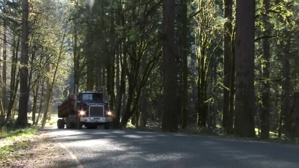 俄勒冈州太平洋西北部 一辆载满新鲜砍树的伐木卡车驶上了林间小路 — 图库视频影像