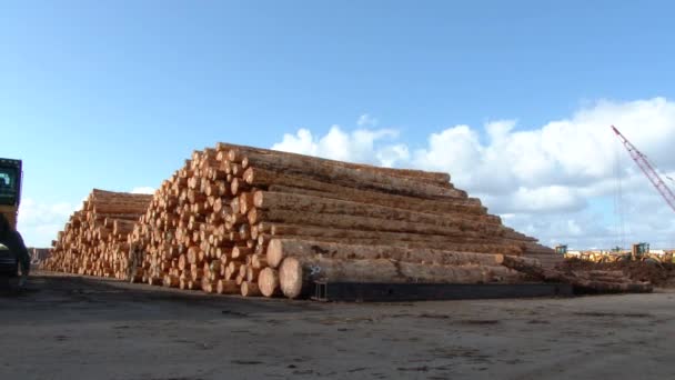 Fresh Cut Trees Stacked High Logging Industrial Area Pacific Northwest — Stock Video