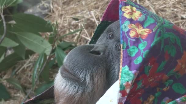 Funny Orangutan Wearing Blanket Head — Stock Video