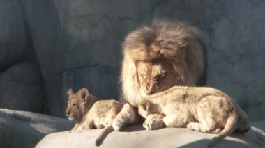 Yetişkin erkek aslan, 4K 'da yakalanan iki küçük yavrusuna aşkını gösterir..