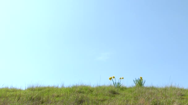 Påsklilja Blommor Blåser Vinden Sluttningen Lägre Tredjedelar Redo För Dina — Stockvideo