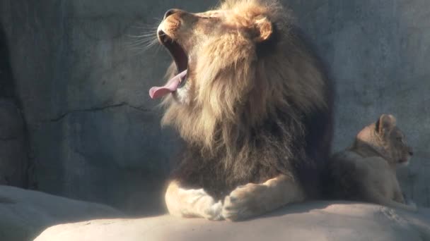 Leão Macho Com Filhote Bocejando Mostrando Dentes Grandes — Vídeo de Stock