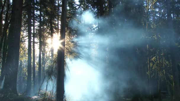 Prachtige Fantasie Stijl Rook Vormen Het Bos Bij Zonsopgang Stille — Stockvideo