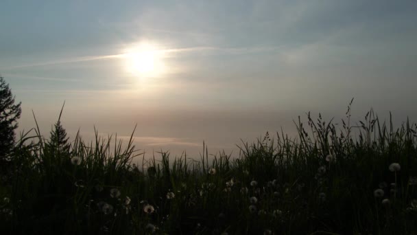 Появляется Силуэт Поднимаясь Высокий Травянистый Холм Солнечный День — стоковое видео