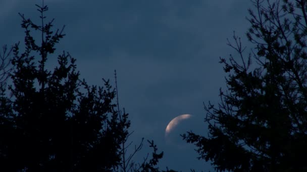 Vollmond Bei Nächtlichem Aufgang Zwischen Immergrünem Baumwald Mit Vorbeiziehenden Wolken — Stockvideo