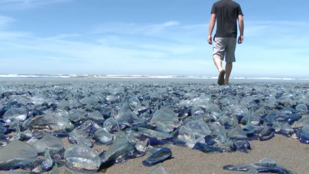 Modello Rilasciato Uomo Passeggiate Anche Grande Popolazione Meduse Velella Lavato — Video Stock