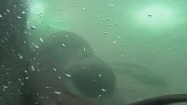 Meraklı su samurunun su altı videosu daireler çizerek yüzüyor, kamera için eğlenceli..
