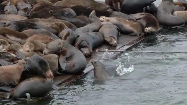 Sobre Población Lobos Marinos Luchan Por Lugar Muelle Astoria Oregon — Vídeos de Stock