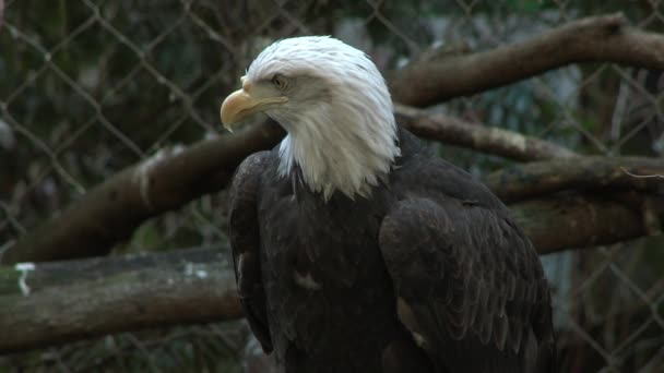 Águila Calva Americana Adulta Grande Sienta Posada Árbol — Vídeo de stock