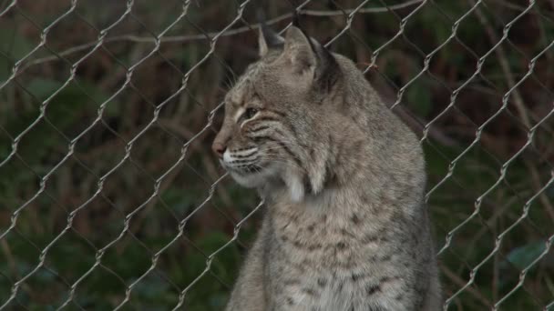 Bobcat Tiro Medio Conservación — Vídeo de stock