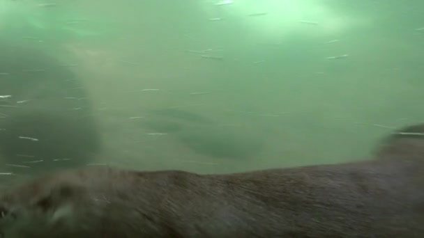 Clip Submarino Nutria Curiosa Nadando Círculos Juguetón Para Cámara — Vídeos de Stock