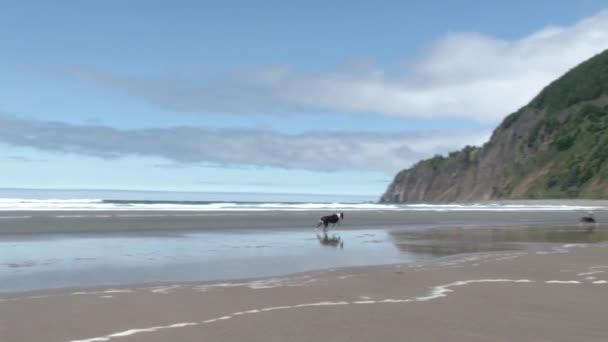 Dos Perros Jugando Buscar Playa Arena Costa Oregon — Vídeos de Stock