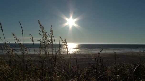 Grama Praia Soprando Vento Praia Areia Ensolarada Pacific Northwest Oregon — Vídeo de Stock