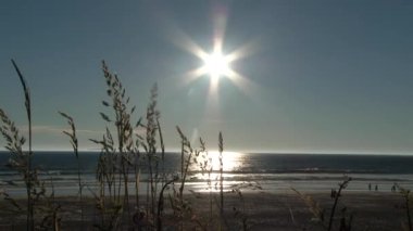 Plaj çimenleri rüzgarda savruluyor kumlu sahilde güneşli Pasifik Kuzeybatı, Oregon Sahili.