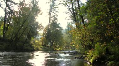 Güneş sabahın erken saatlerinde Kalama Nehri 'nin ve Washington' daki ormanın üzerinde parlıyor..
