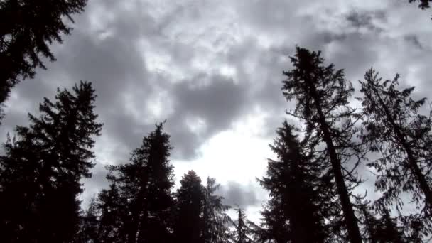Bewölkter Himmel Über Waldbäumen Pazifischen Nordwesten Oregon — Stockvideo