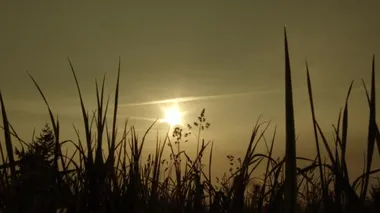 Siluetli adam güneşli bir günde uzun otlaklarda yürüyor..