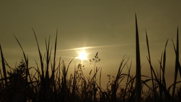 シルエット男は晴れた日に背の高い草のフィールドからカメラに向かって歩く — ストック動画