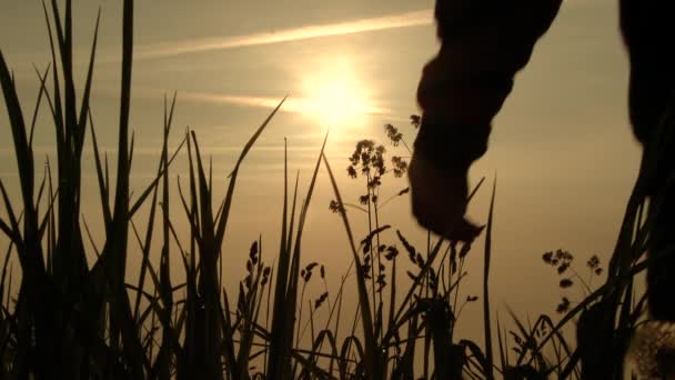 Uomo Silhouettata Caldo Sole Del Mattino Camminando Attraverso Alto Campo — Video Stock