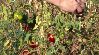 Bahçede toplanan olgun domatesler.