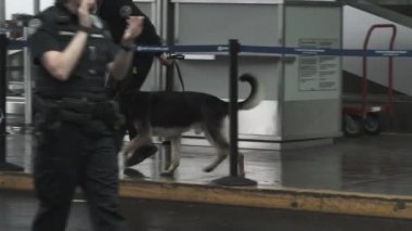 K9 'lu bir polis memuru Portland, Oregon havaalanında patlayıcı arıyor..