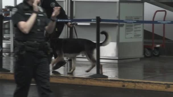 在俄勒冈州波特兰机场与K9一起搜寻爆炸装置的警官 — 图库视频影像